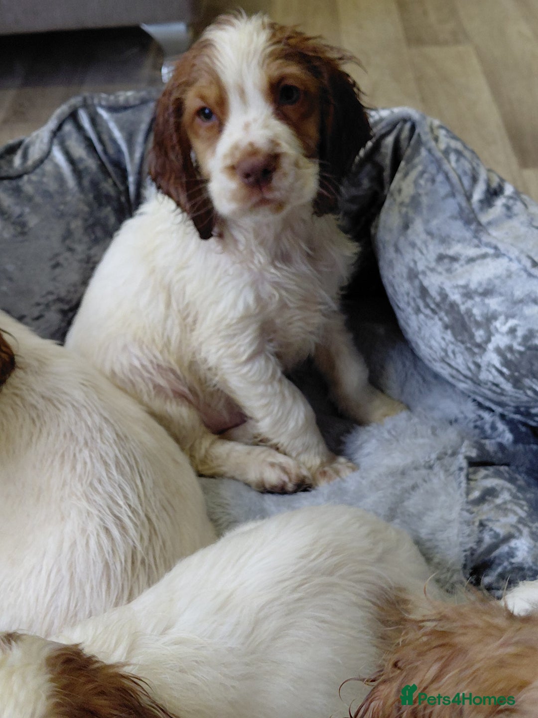 Sprocker dogs for sale: *BEAUTIFUL SPROKER PUPPIES * - Advert 8
