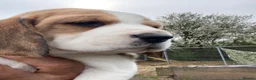 Beagle dogs for sale: kc reg pups ready NOVEMBER  - Advert 13