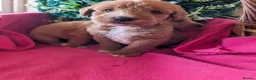 Australian Labradoodle dogs for sale: Stunning Red Australian Labradoodle puppies  - Advert 14