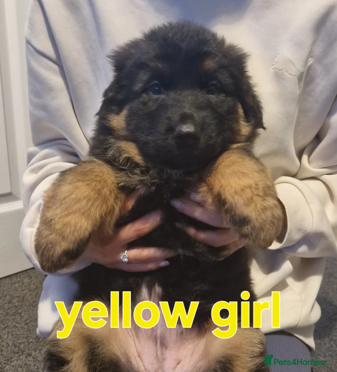 German Shepherd dogs for sale: Kc registered German shepherd puppies - Advert 17