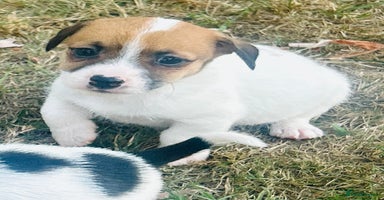 Jack Russell dogs - Advert 2