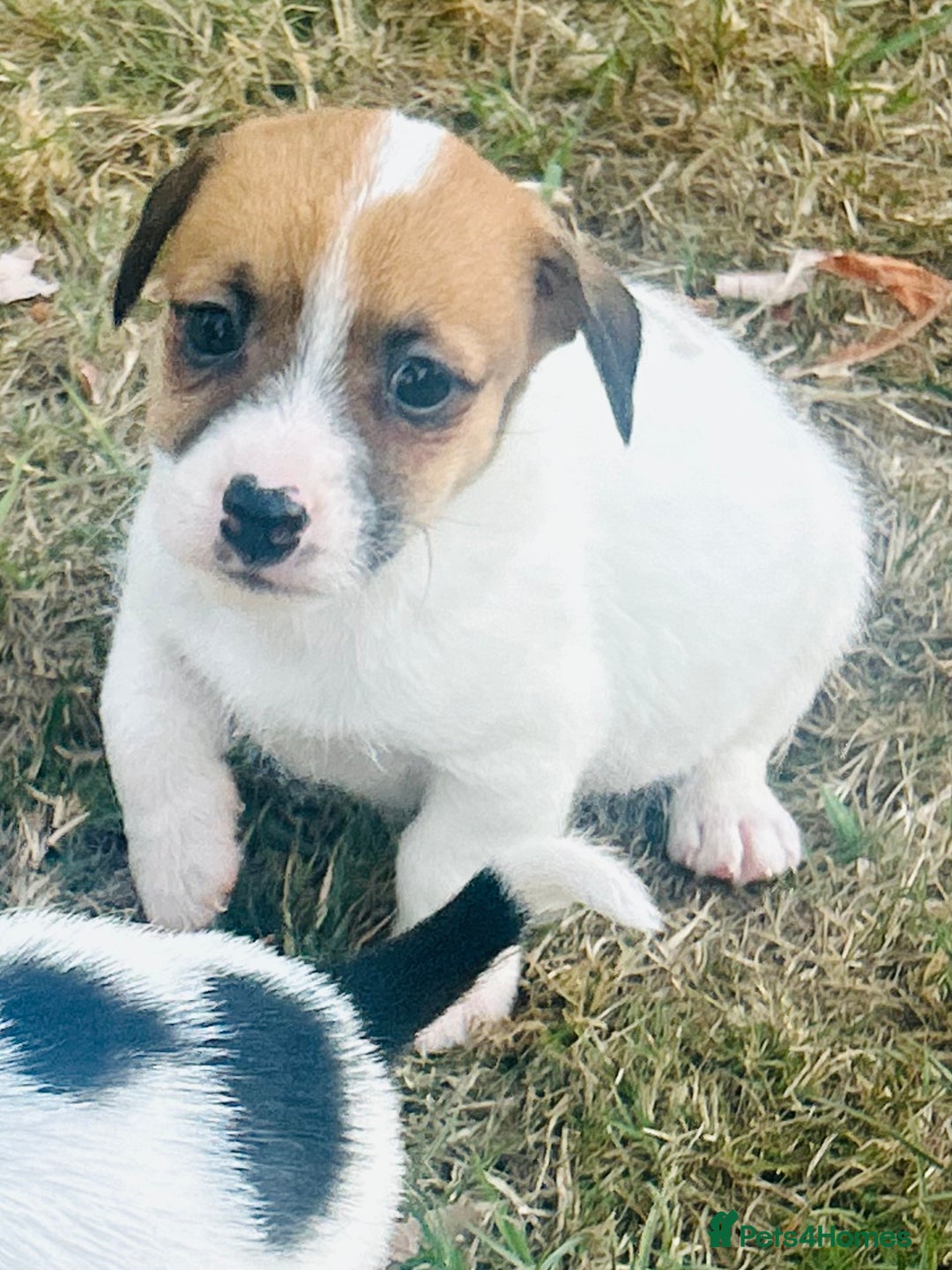 Jack Russell dogs for sale: jack Russel puppies  - Image 2
