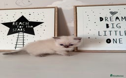 Ragdoll cats for sale: Purebred Ragdoll Kittens - Image 3
