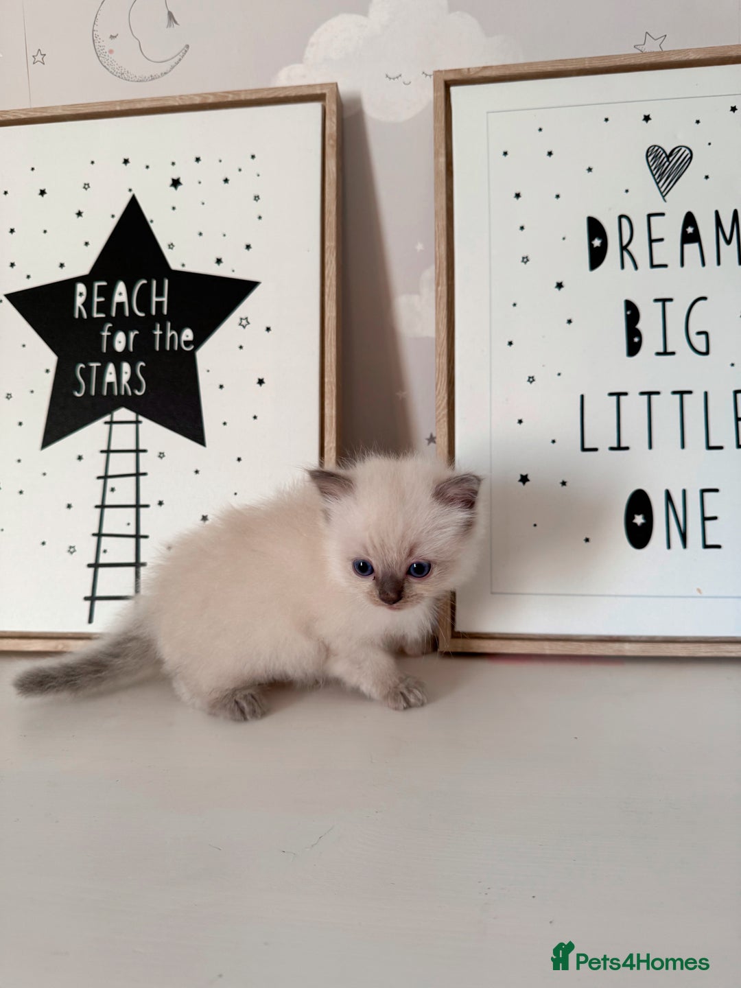 Ragdoll cats for sale: Purebred Ragdoll Kittens - Image 3