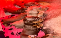Dachshund dogs for sale: 5 miniature   dachshund  - Image 11