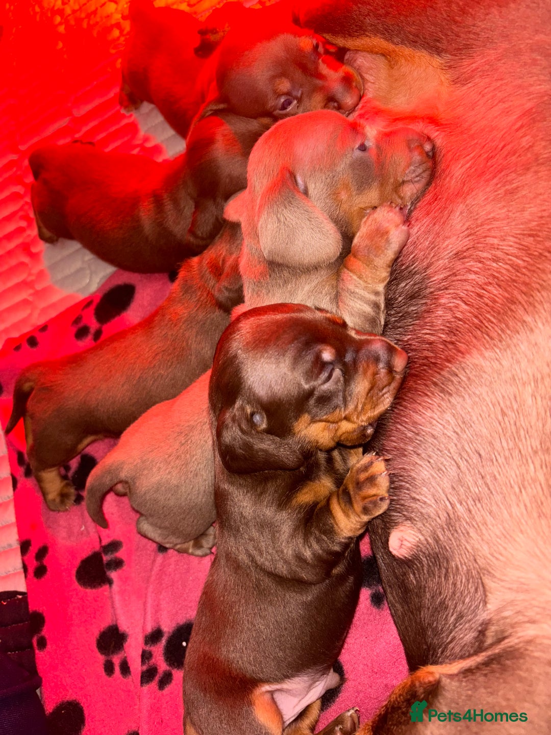 Dachshund dogs for sale: 5 miniature   dachshund  - Image 11