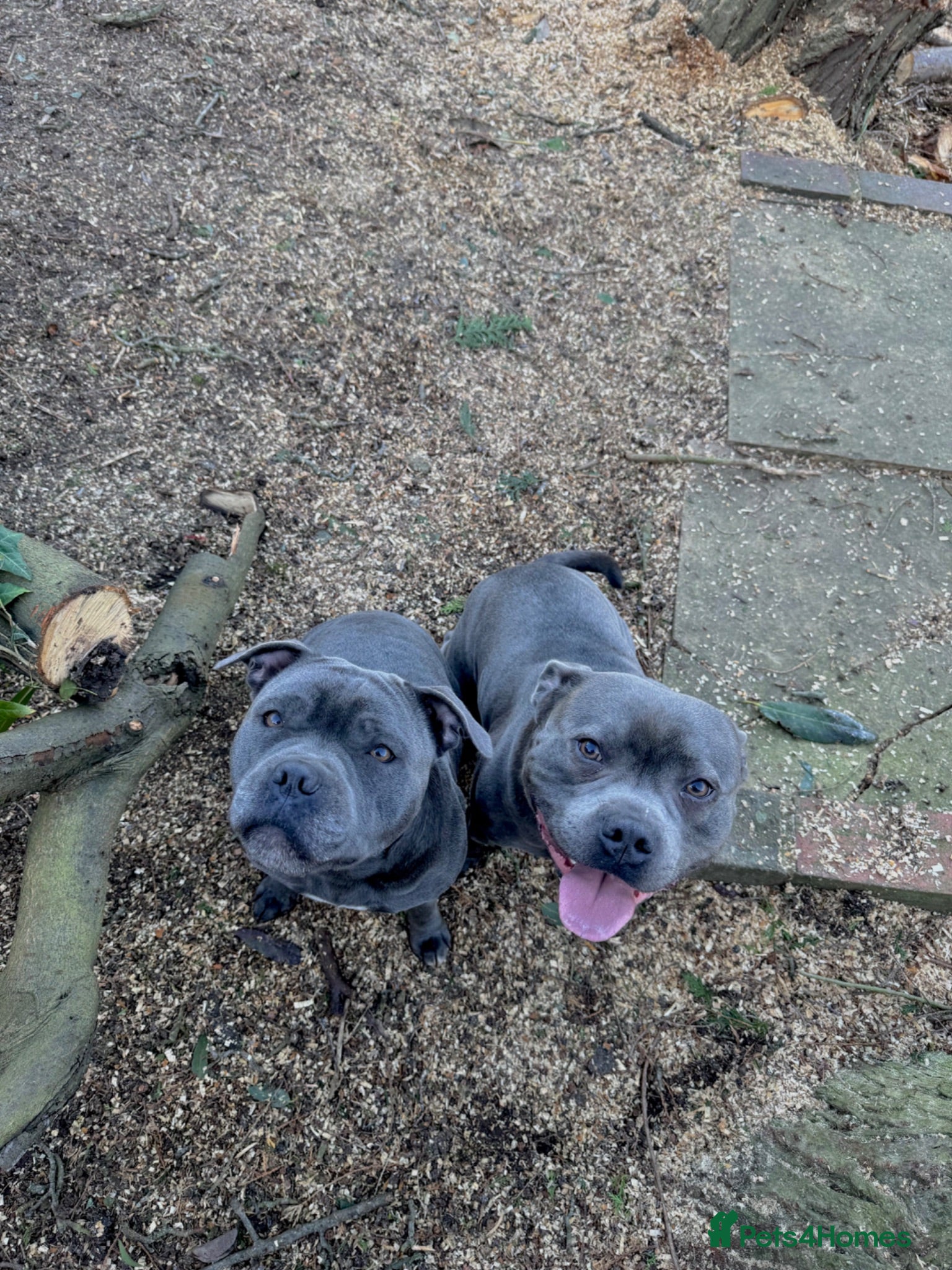 Staffordshire Bull Terrier dogs Beautiful blue Staffordshire Bull Terrier Puppies  - Advert 1