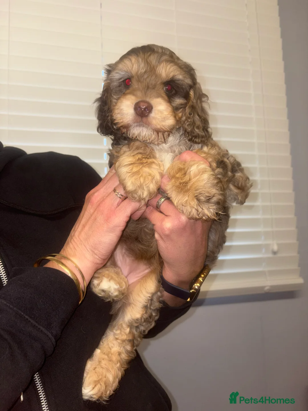 Cockapoo dogs for sale: Stunning cockerpoo puppies  - Advert 4