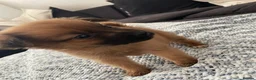 Pomchi dogs for sale: Pomchi puppies - Advert 2