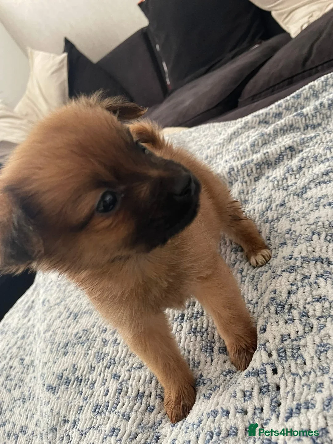 Pomchi dogs for sale: Pomchi puppies - Advert 2