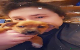 Mixed Breed dogs for sale: 3 beautiful mixed breed puppies  in High Wycombe - Image 22