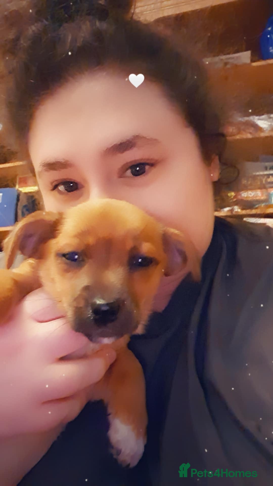 Mixed Breed dogs for sale: 3 beautiful mixed breed puppies  in High Wycombe - Image 22