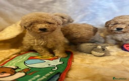 Cavapoo dogs for sale: Cavapoo mixed litter  - Image 10