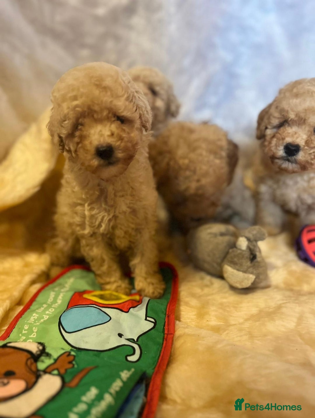 Cavapoo dogs for sale: Cavapoo mixed litter  - Image 10