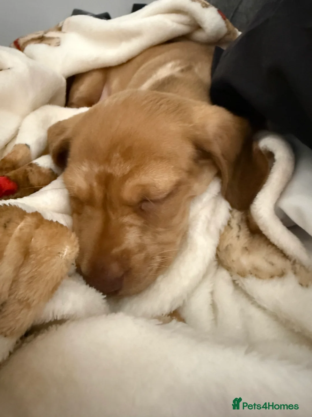 Miniature Dachshund dogs for sale: Male Minature Dachshund  - Advert 2