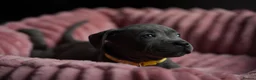 Staffordshire Bull Terrier dogs for sale: KC Staffy Puppies - Advert 10
