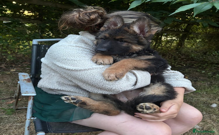 German Shepherd dogs - Advert 9
