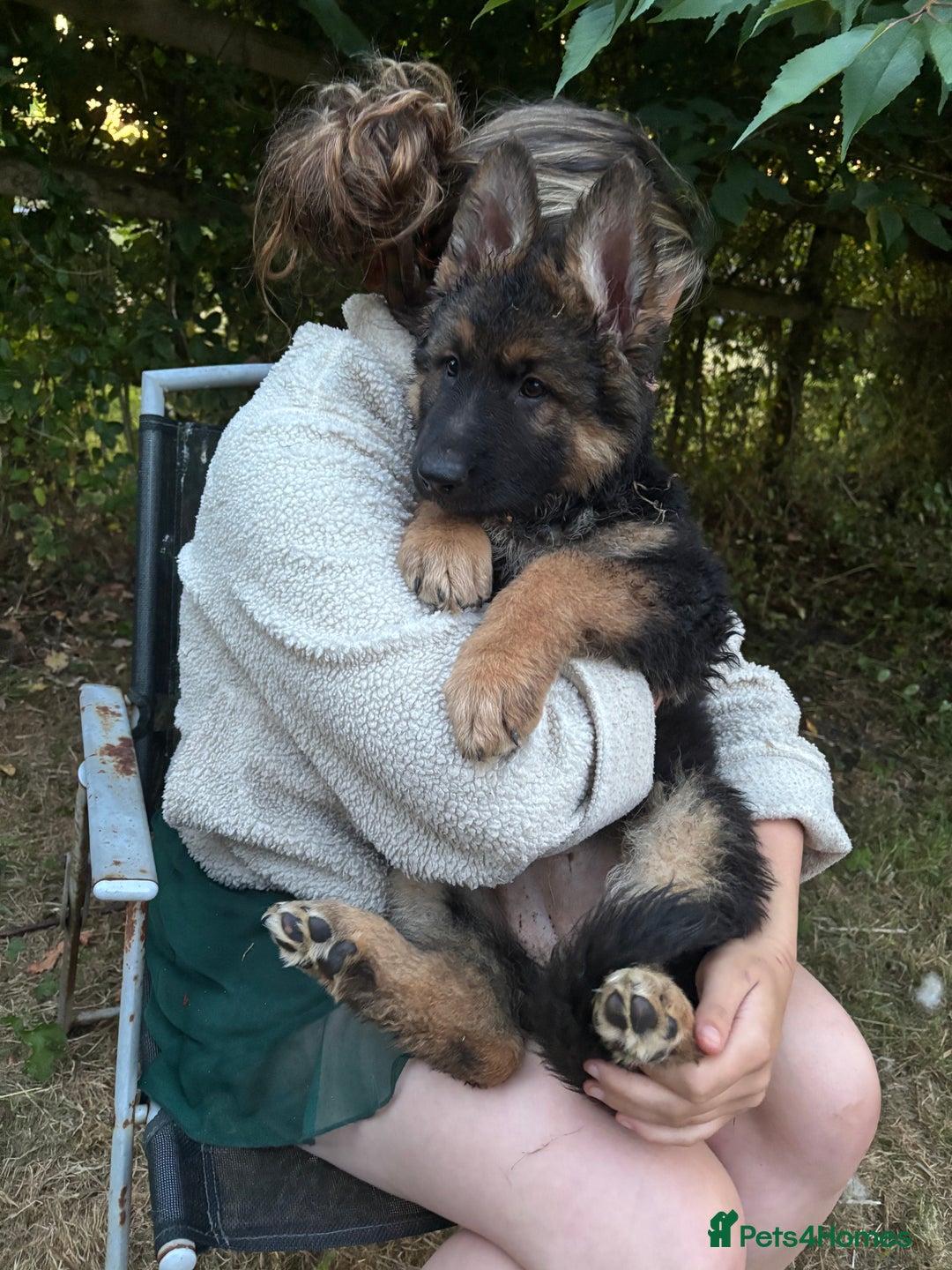 German Shepherd dogs for sale: Long haired German shepherd puppies for sale - Image 2