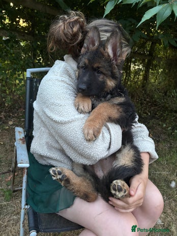 German Shepherd dogs - Advert 3