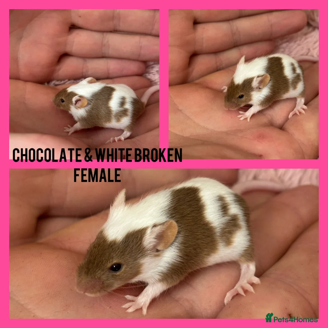 Mouse rodents for sale: Fancy mice  - Advert 2