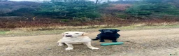 Labrador Retriever dogs for sale: Gorgeous pedigree Labrador puppies  in Cumnock - Advert 4