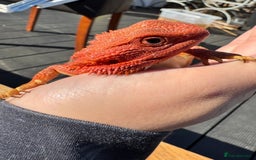 Bearded Dragon reptiles for sale: Red Monster  - Image 4