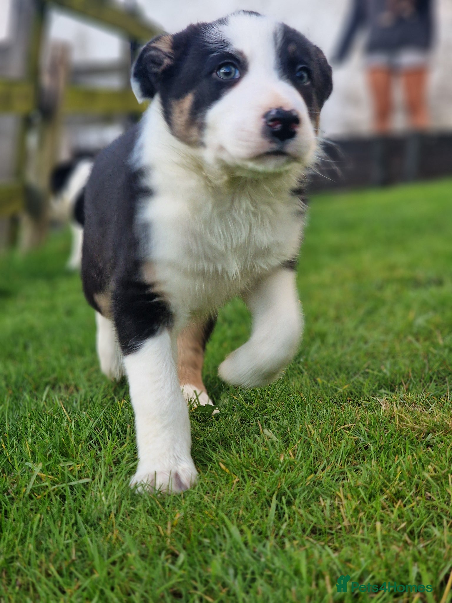 Border Collie dogs Stunning Border Collie Puppies - Advert 3