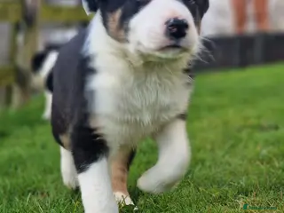 Border Collie dogs Stunning Border Collie Puppies - Advert 3