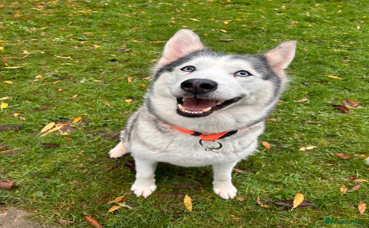 Siberian Husky dogs Wendy - Advert 1