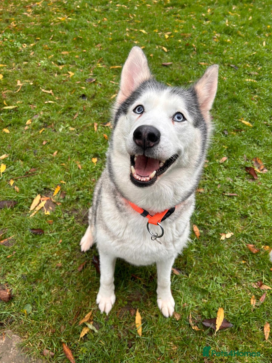 Siberian Husky dogs for adoption: Wendy - Advert 1
