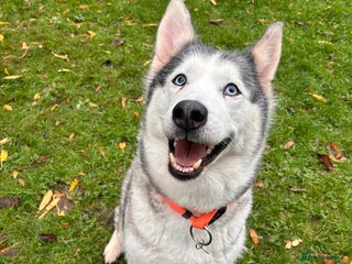 Siberian Husky dogs Wendy - Advert 1