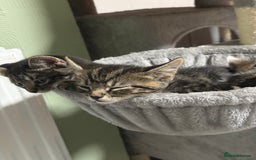 British Shorthair cats for sale: Playful kittens - Image 8