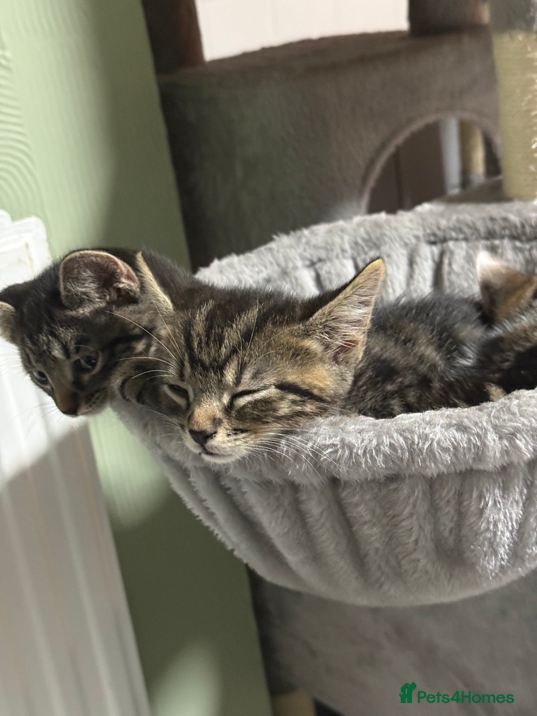 British Shorthair cats for sale: Playful kittens - Image 8