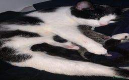 Mixed Breed cats for sale: Mixed breed kittens  - Image 2