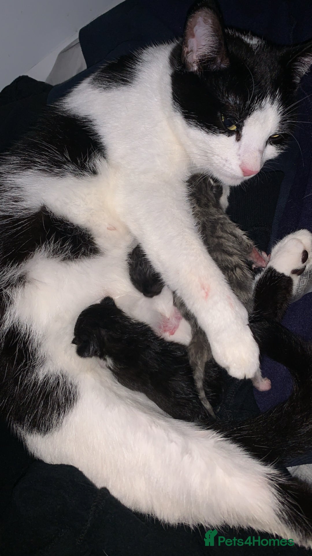 Mixed Breed cats for sale: Mixed breed kittens  - Image 2