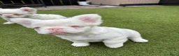 French Bulldog dogs for sale: Fluffy pink French bulldogs - Advert 6