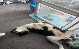 Mixed Breed dogs for sale: Meet Blu our beautiful husky/samoyed. 1 year old - Image 9