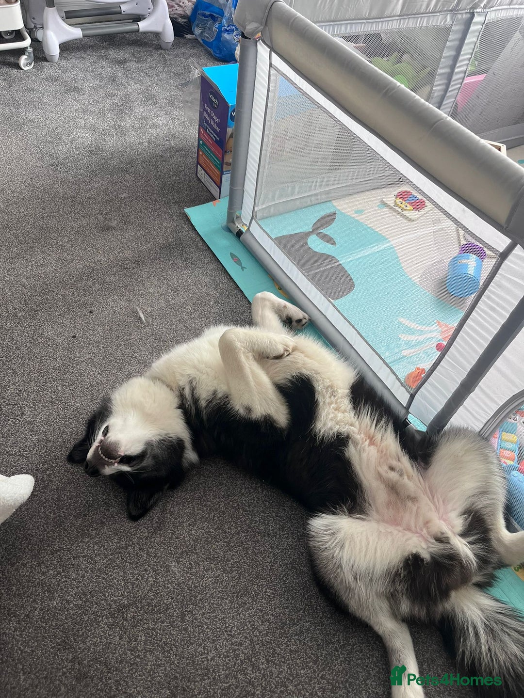 Mixed Breed dogs for sale: Meet Blu our beautiful husky/samoyed. 1 year old - Image 9