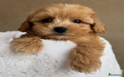 Maltipoo dogs for sale: Gorgeous Toy Maltipoo Puppies! - Image 5