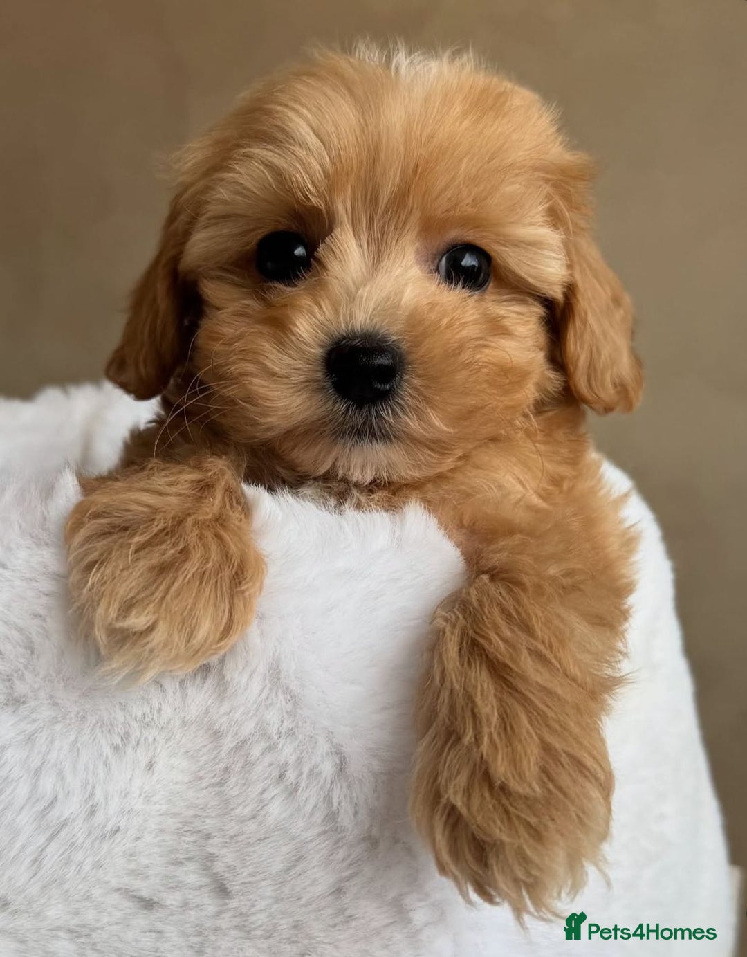 Maltipoo dogs for sale: Gorgeous Toy Maltipoo Puppies! - Image 5