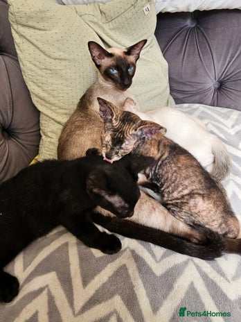 Sphynx cats - Advert 4