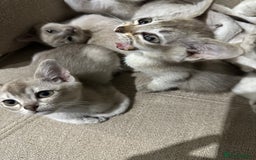 Burmilla cats for sale: GCCF reg pedigree Kittens - Image 9