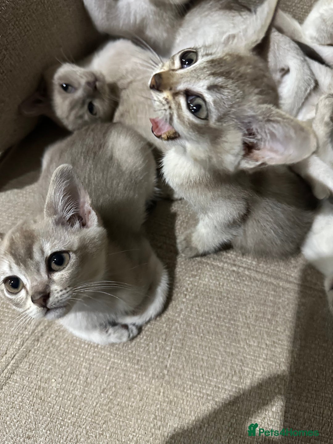 Burmilla cats for sale: GCCF reg pedigree Kittens - Image 9