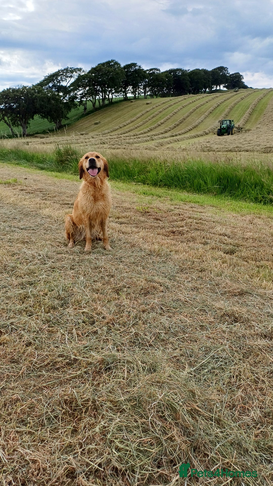 Goldendoodle dogs for sale: Goldendoodles. Family pets - Advert 12