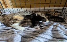 Mixed Breed cats for sale: Adorable Kittens Looking for Their Forever Homes - Image 3