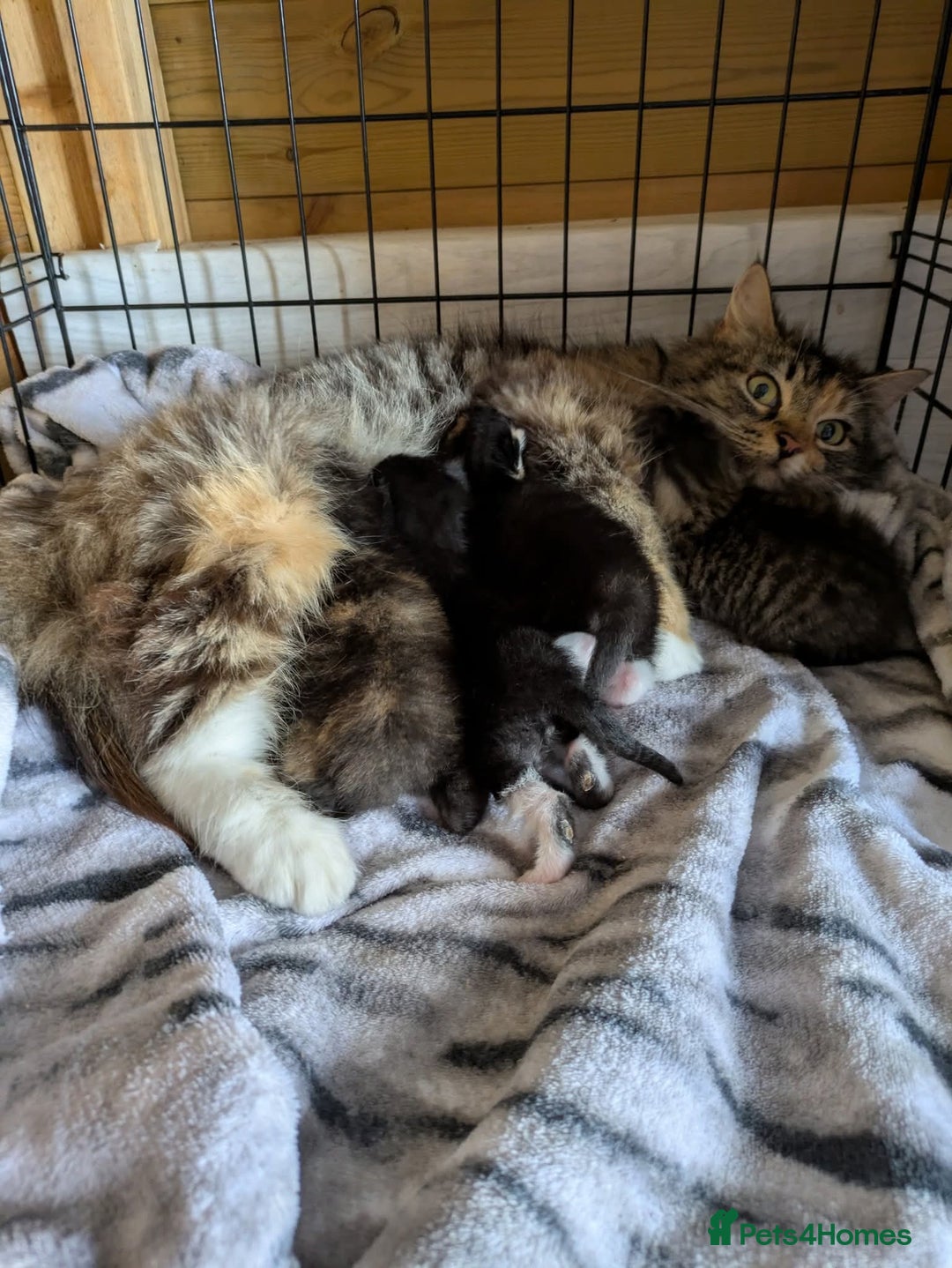 Mixed Breed cats for sale: Adorable Kittens Looking for Their Forever Homes - Image 3