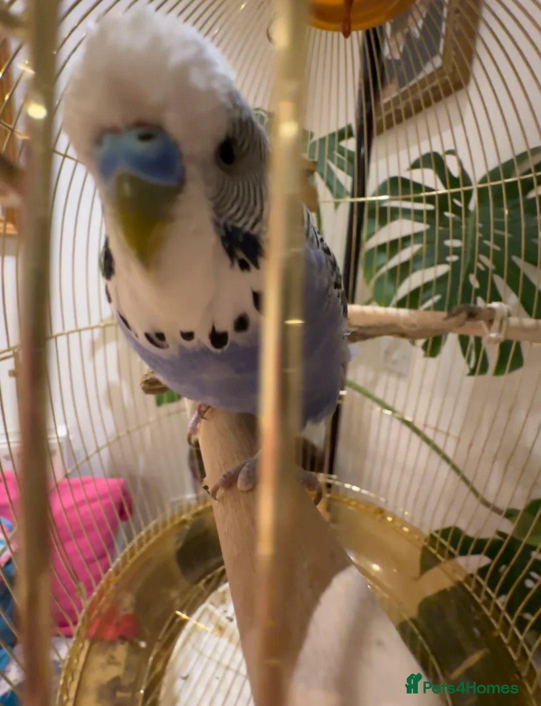 Budgerigars birds for sale: Friendly Male Budgie – Hand Tame & Loving in Liverpool - Advert 3