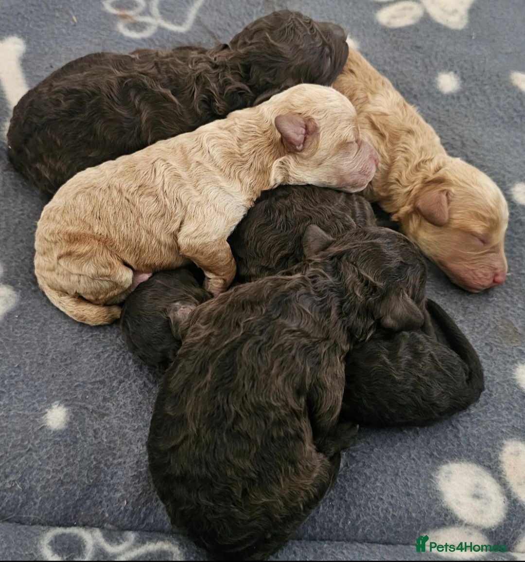 Miniature Poodle dogs Stunning kc registered minature poodle pups  - Advert 1