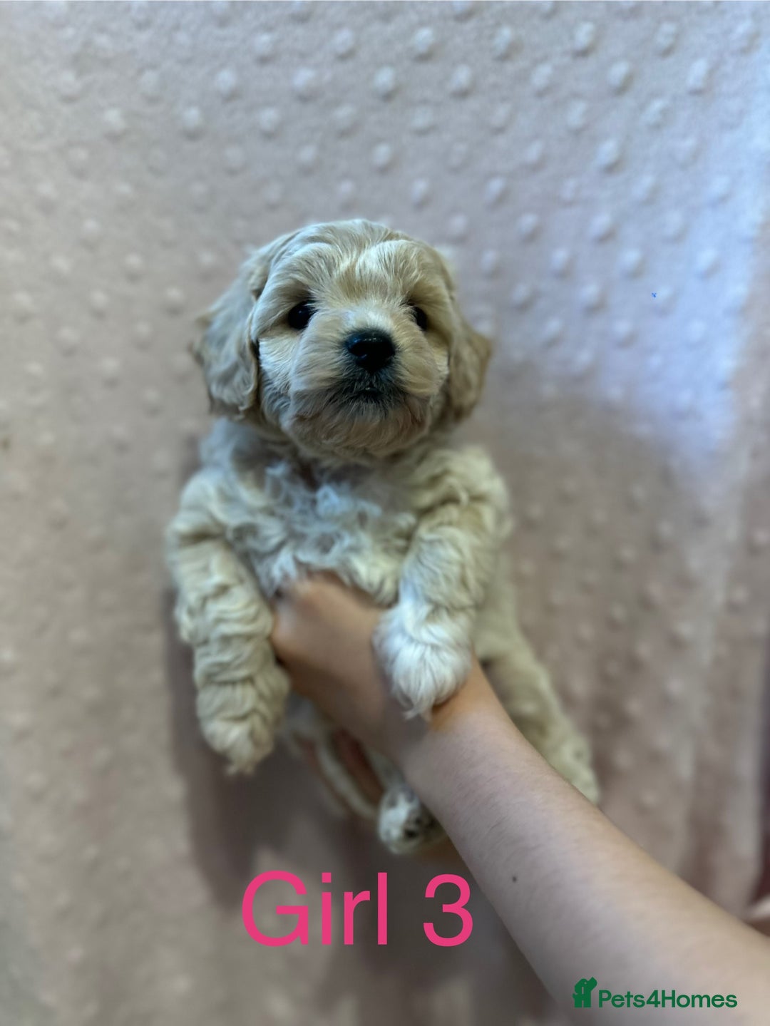 Cockapoo dogs for sale: Beautiful F1B cockapoo puppies READY TO GO - Image 11