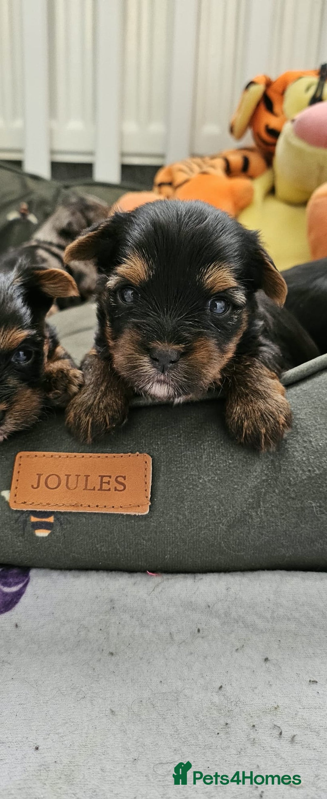 Yorkshire Terrier dogs for sale: Tiny Yorkshire Terrier with one boy merle - Advert 34